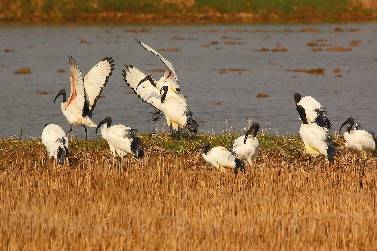 Sacred Ibis