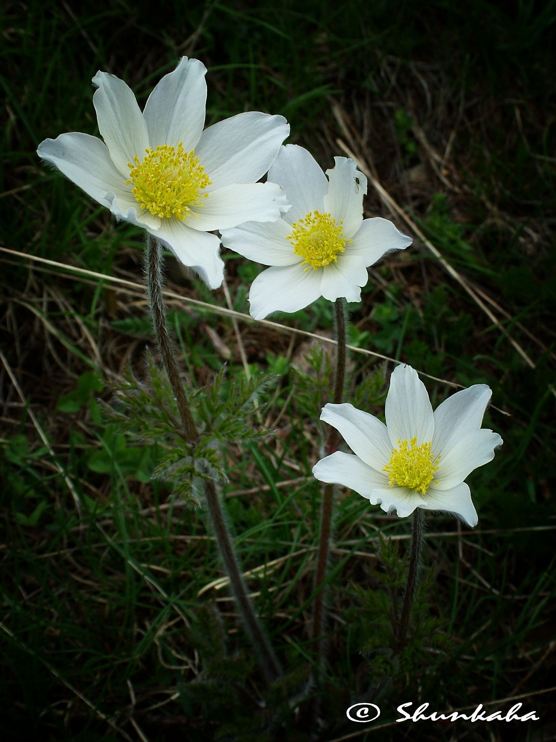 Pulsatilla alpina