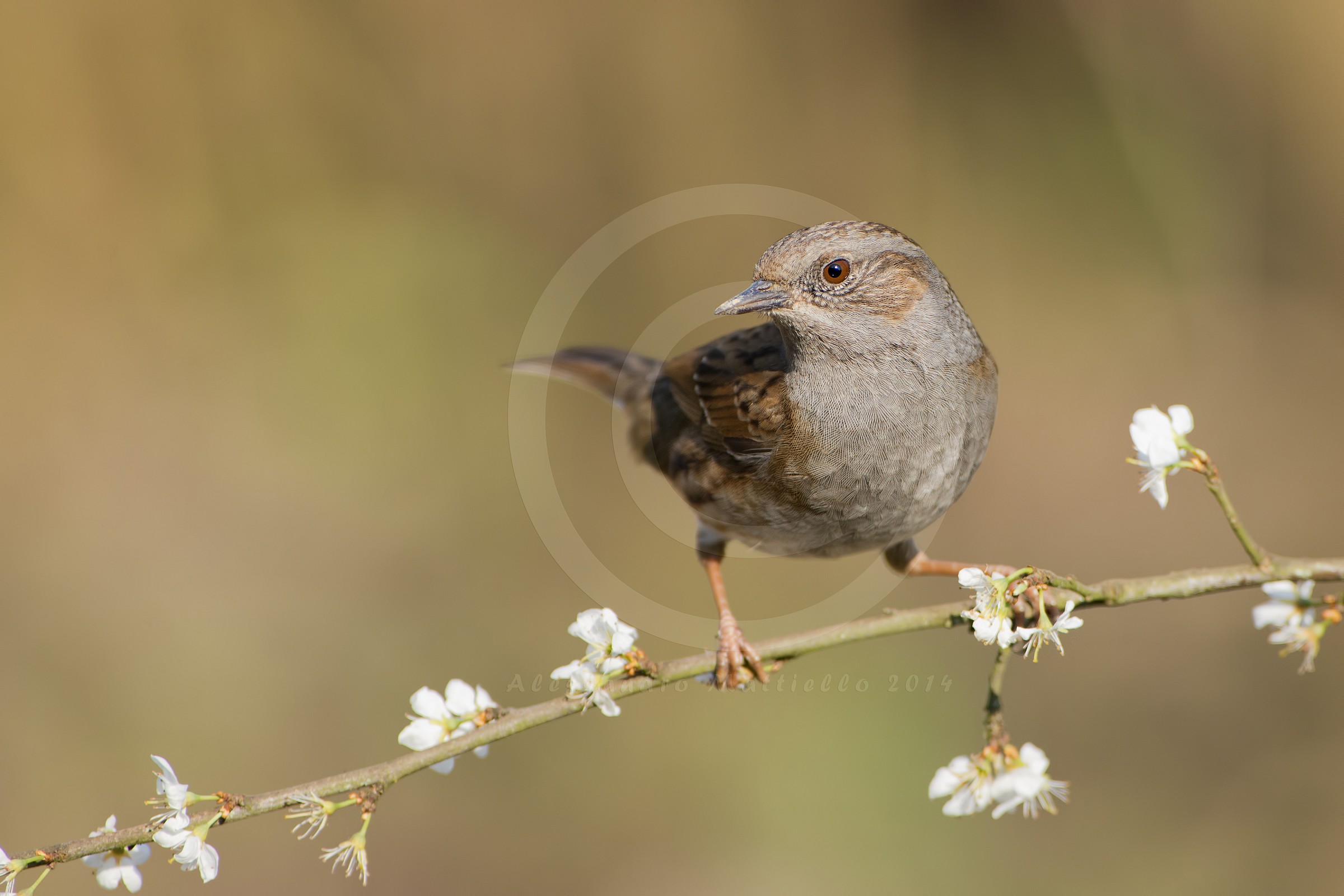 scopaiola almost spring