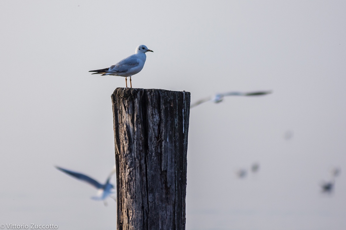 Seagull in Lazise