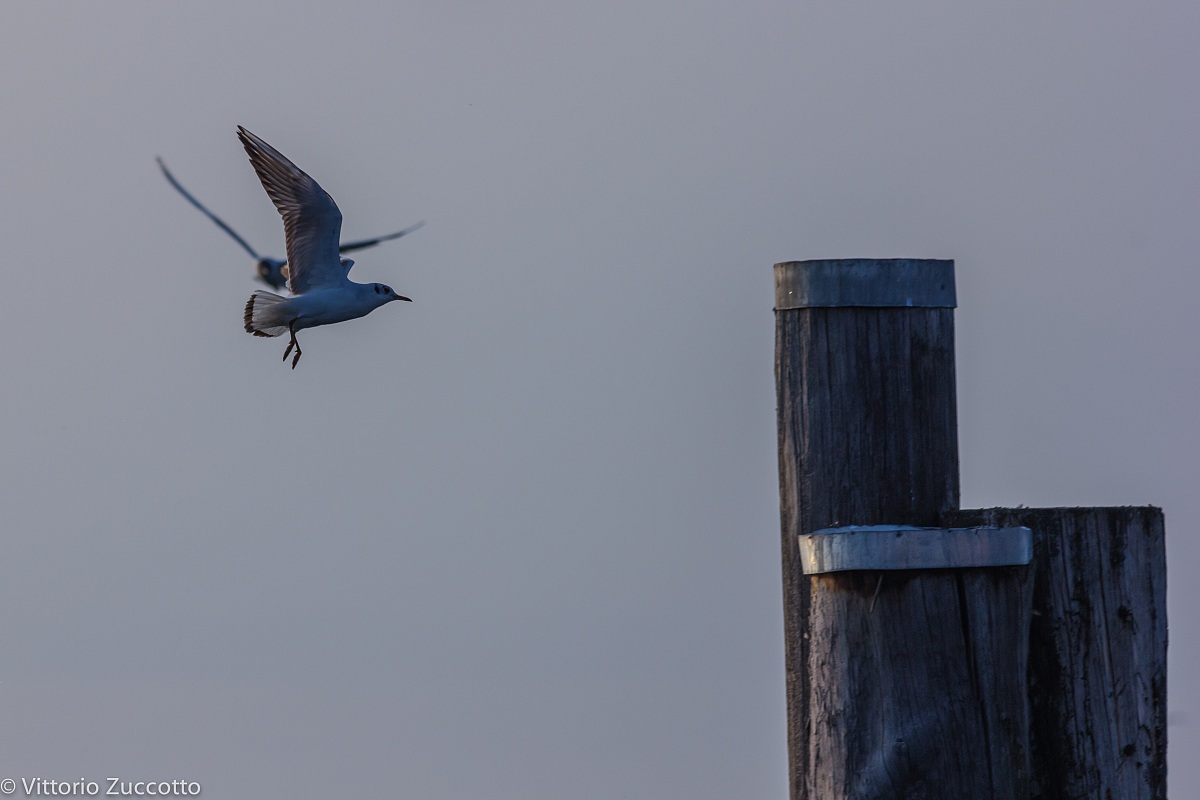 Gulls in Lazise