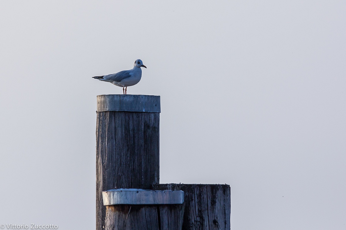 Gulls in Lazise