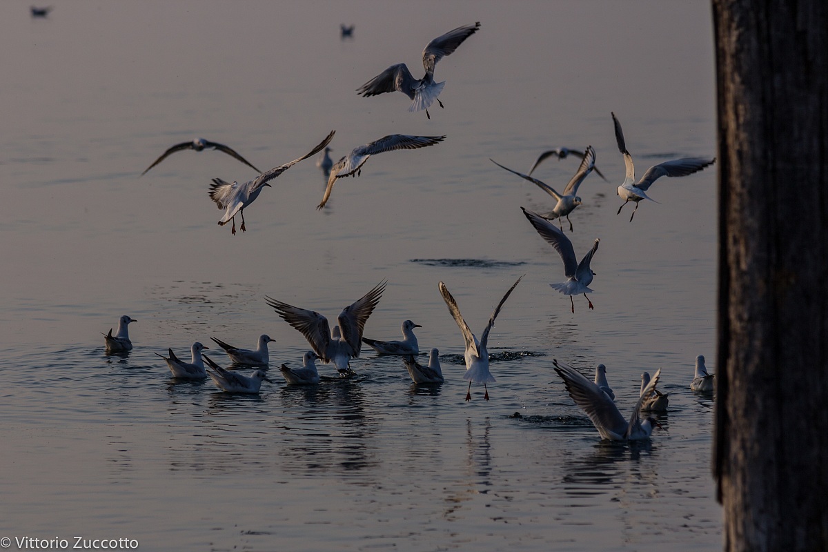 Gulls in Lazise