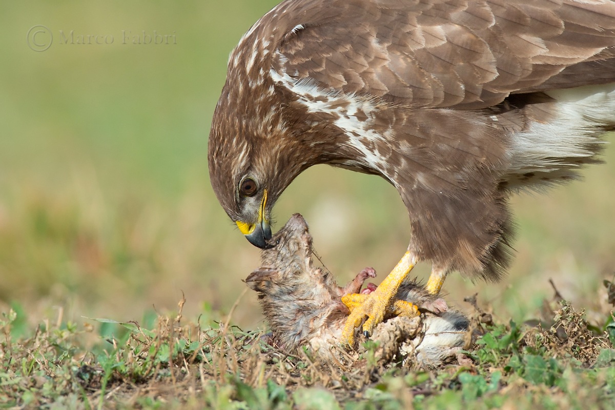 Particolare della Poiana col Ratto