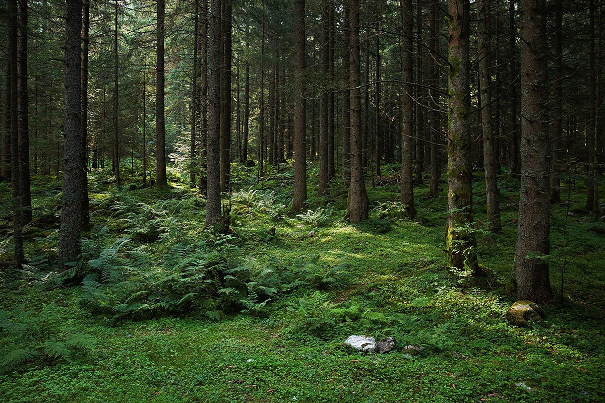 Pineta di Bresciadega, Val Codera (prov. Sondrio)