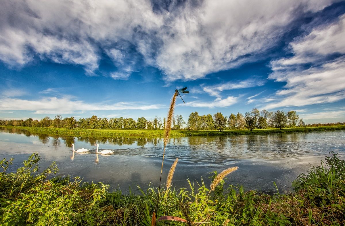 Not only dragonflies!