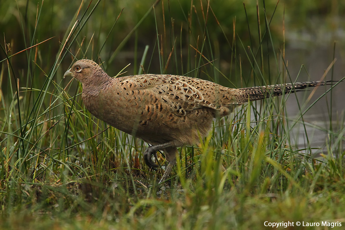 Scusate ma vado di fretta