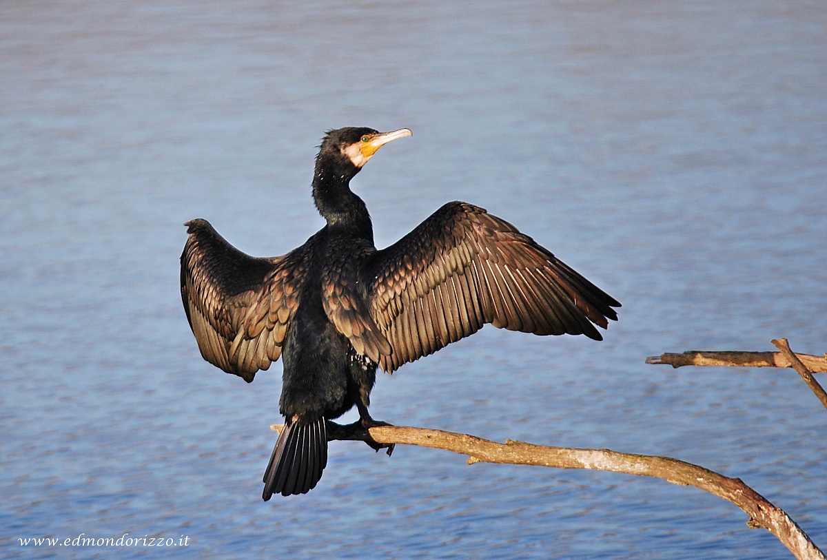 8 Cormorant