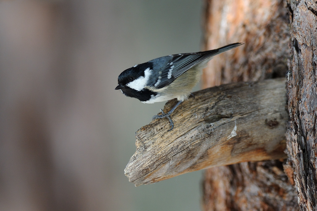 Coal Tit