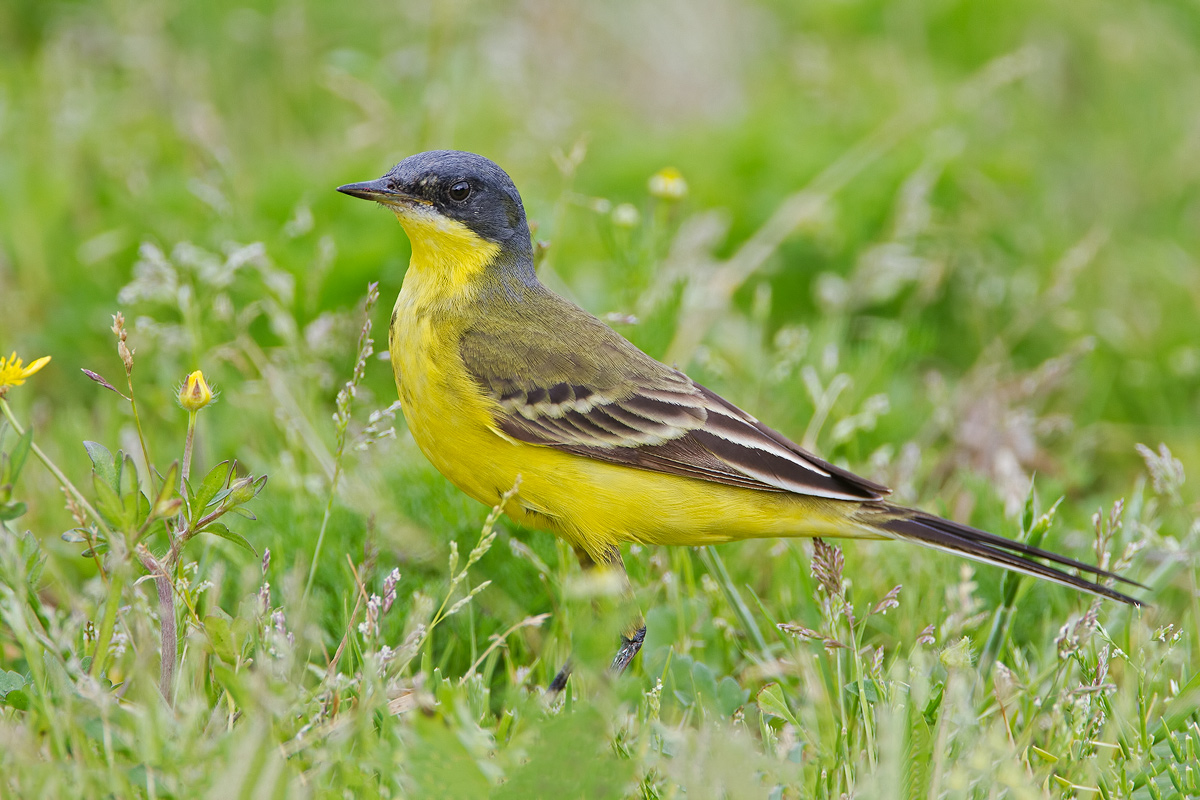 Cutrettola maschio ssp. Feldegg