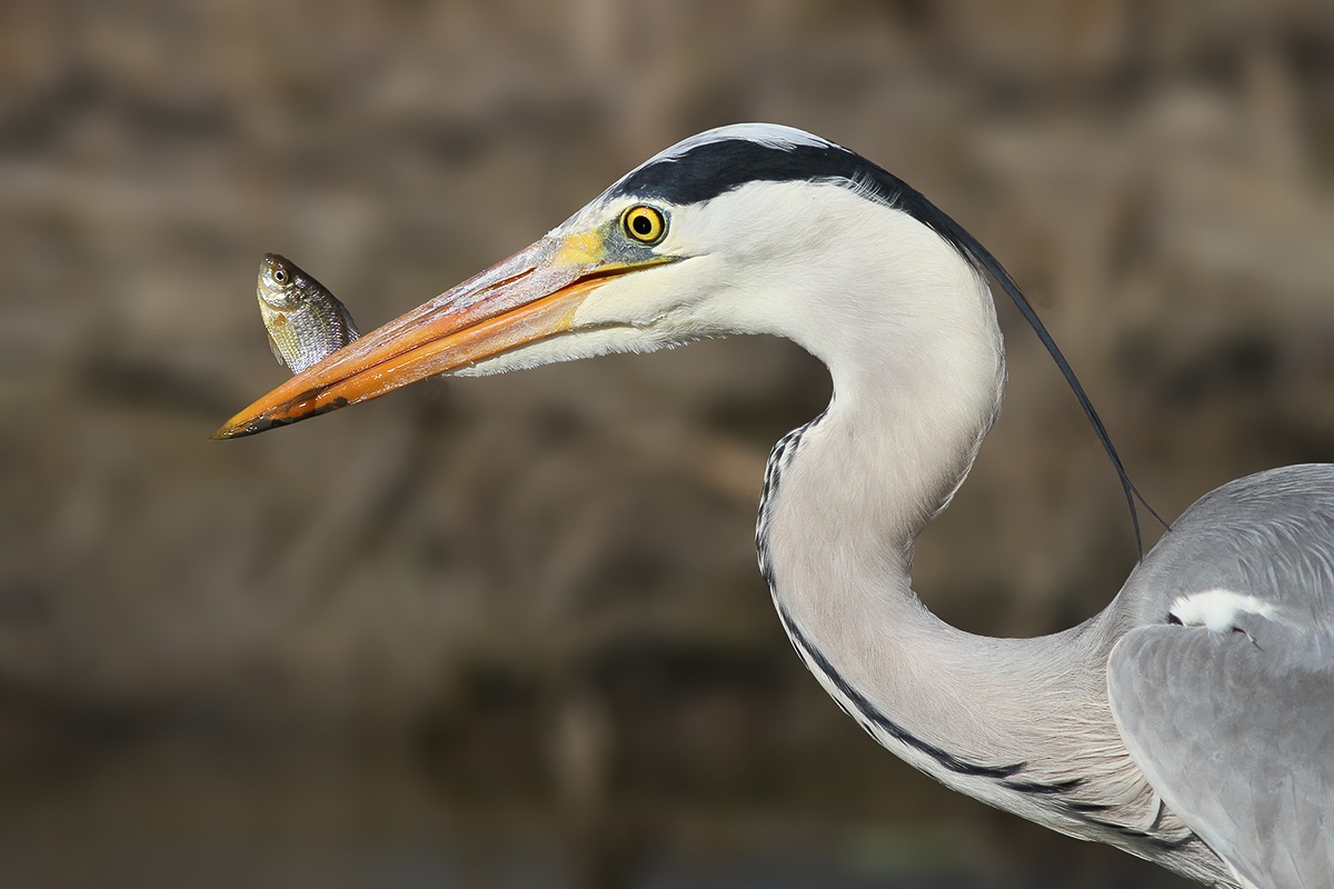 Heron with prey