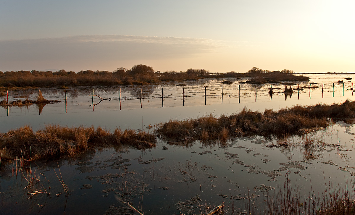 Park of Maremma (province of Grosseto)