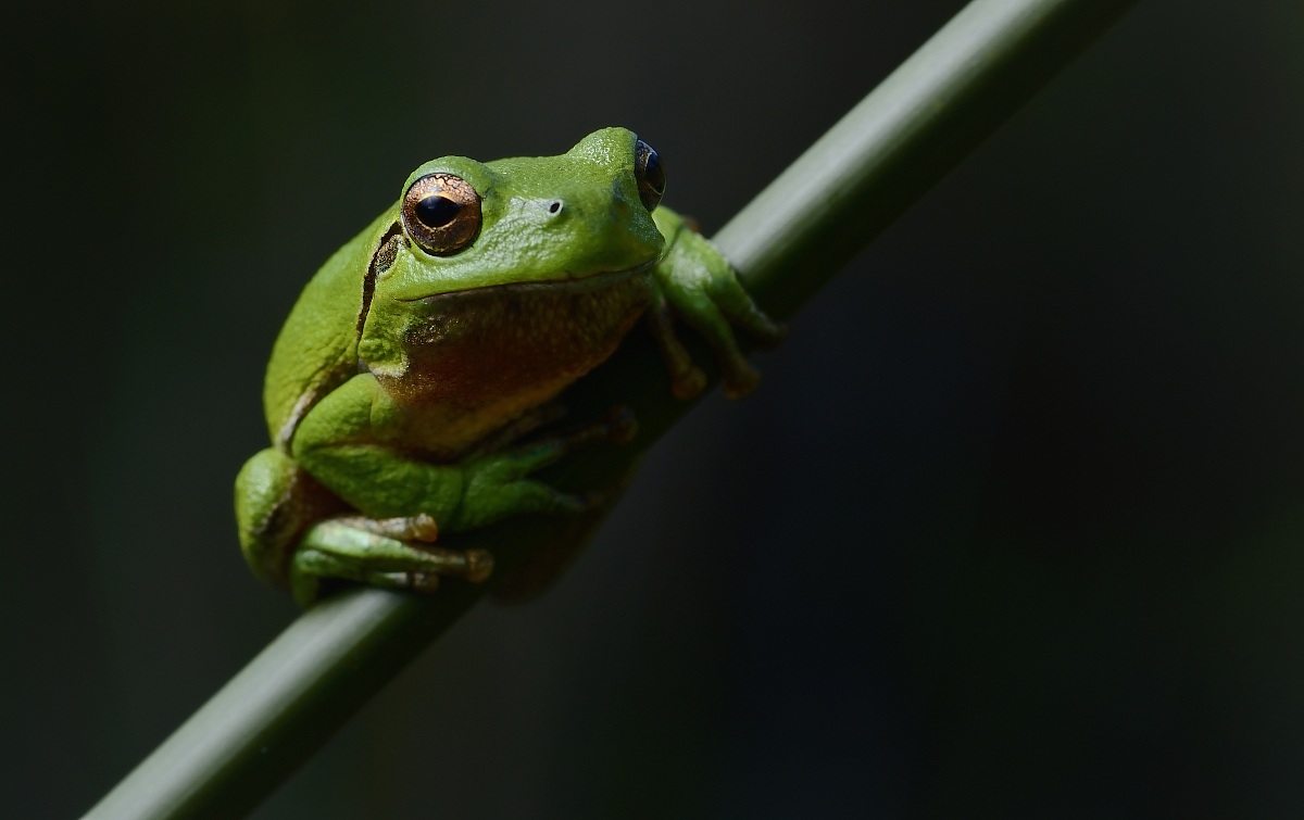 Treefrog