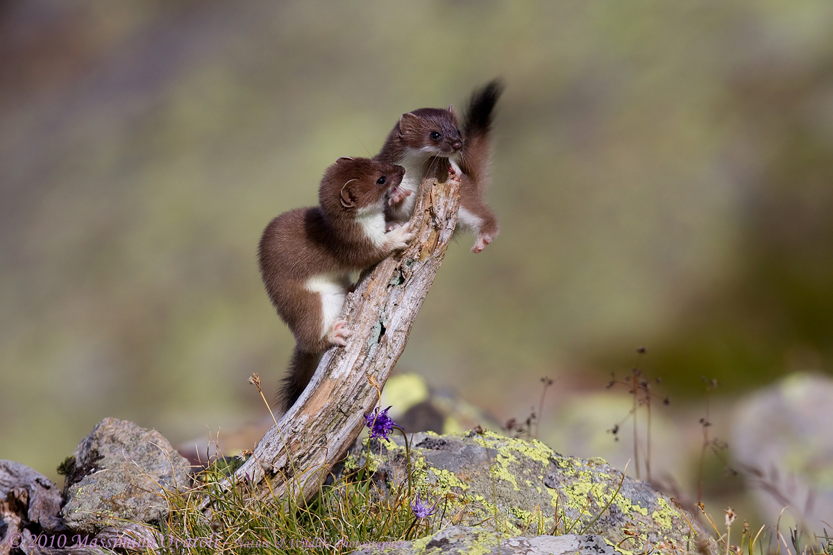 Ermellini (i due fratellini)