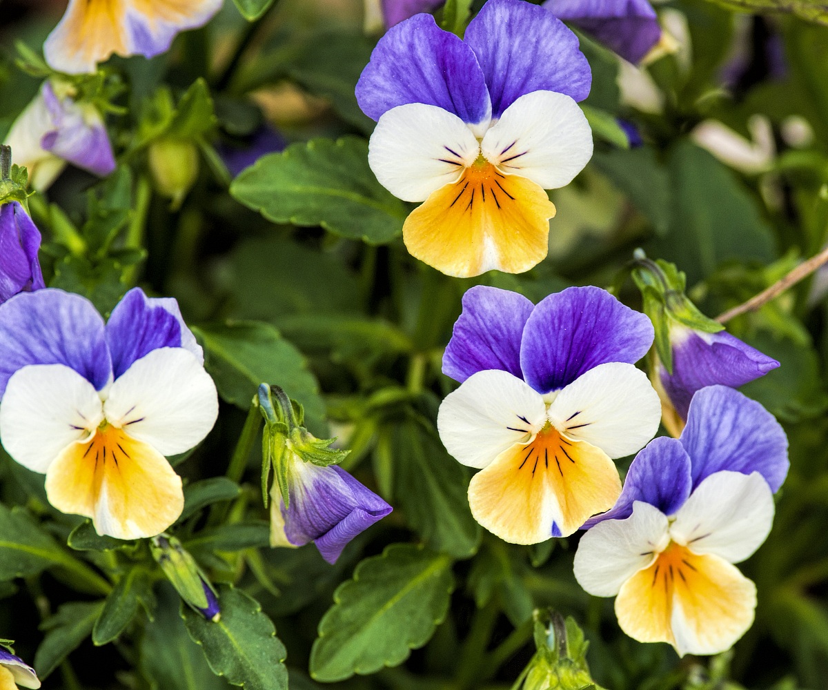 Viola tricolor