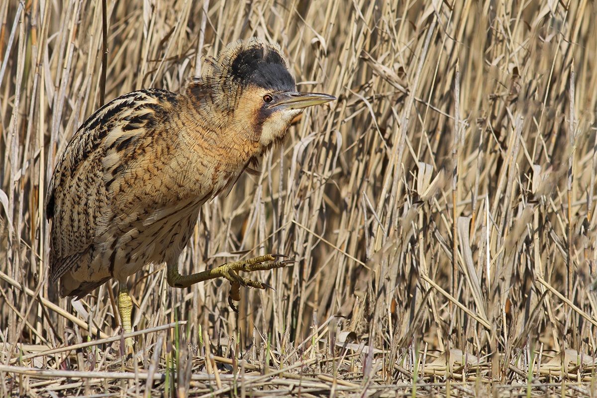 The parade of the Bittern