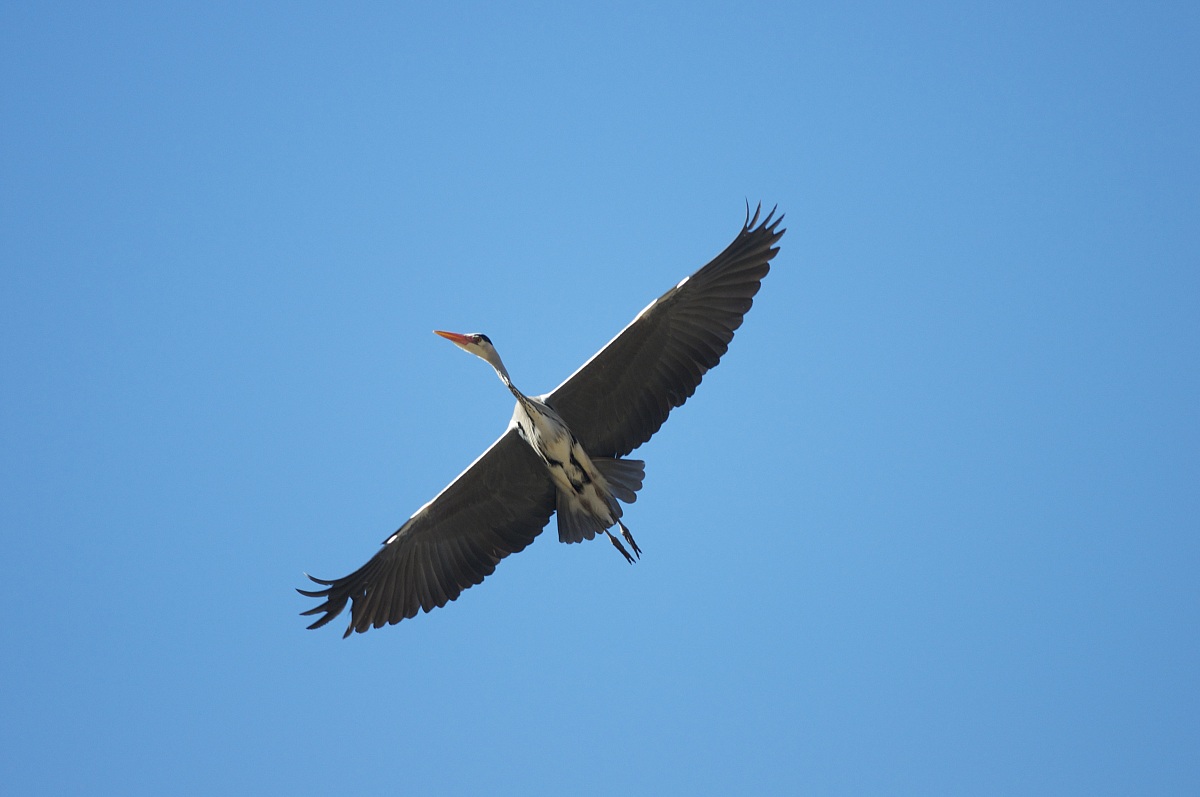 Airone cenerino(Ardea cinerea)