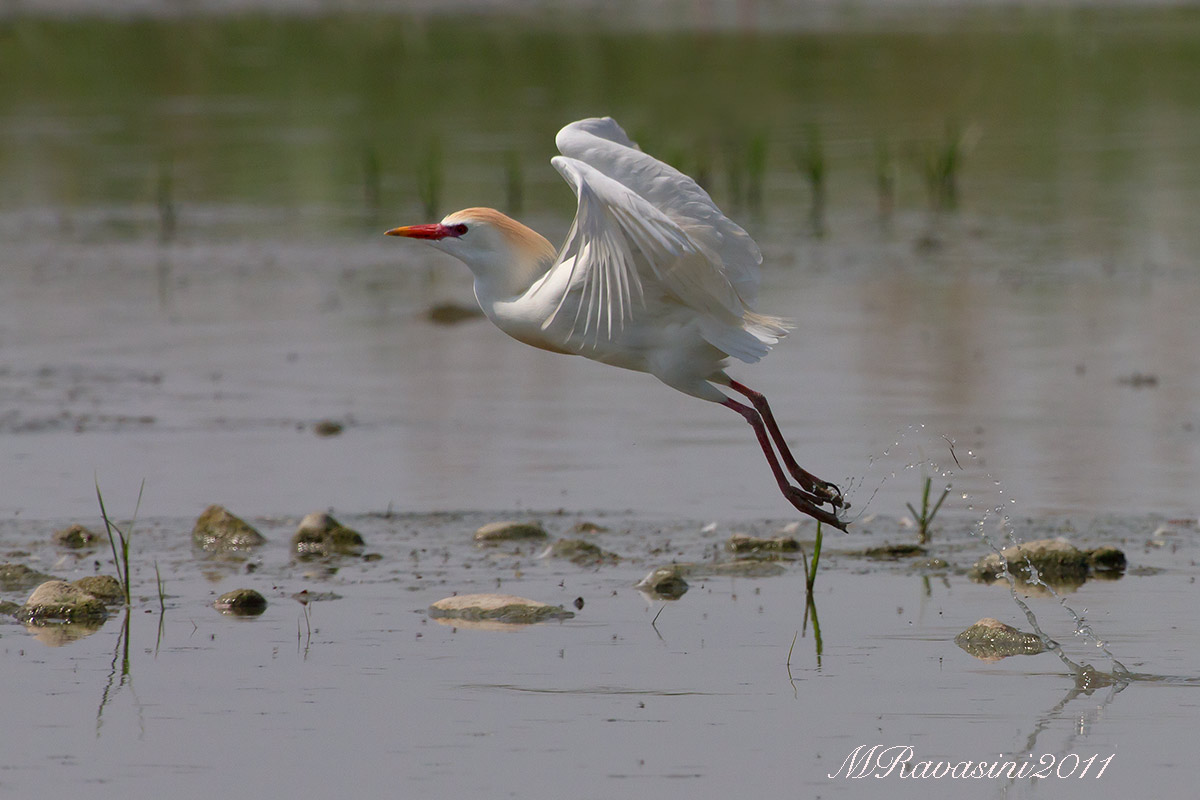 Airone guardabuoi in abito nuziale