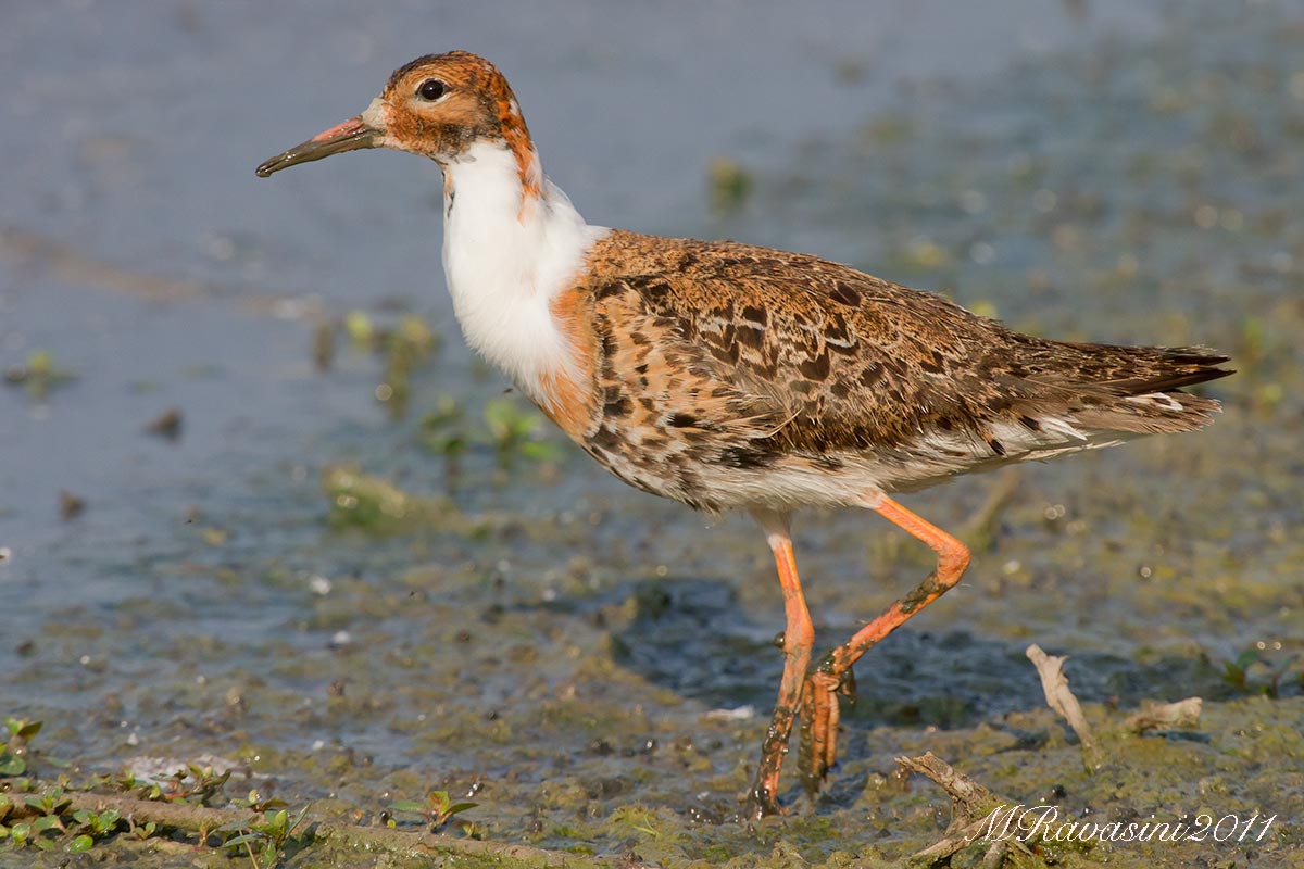Combattente maschio con abito nuziale progressivo