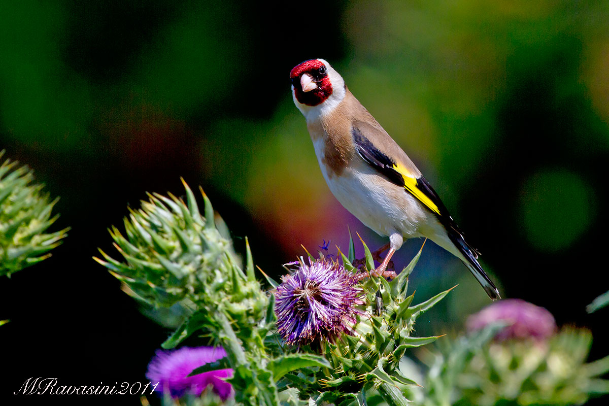 Cardellino su Cardo dei lanaioli