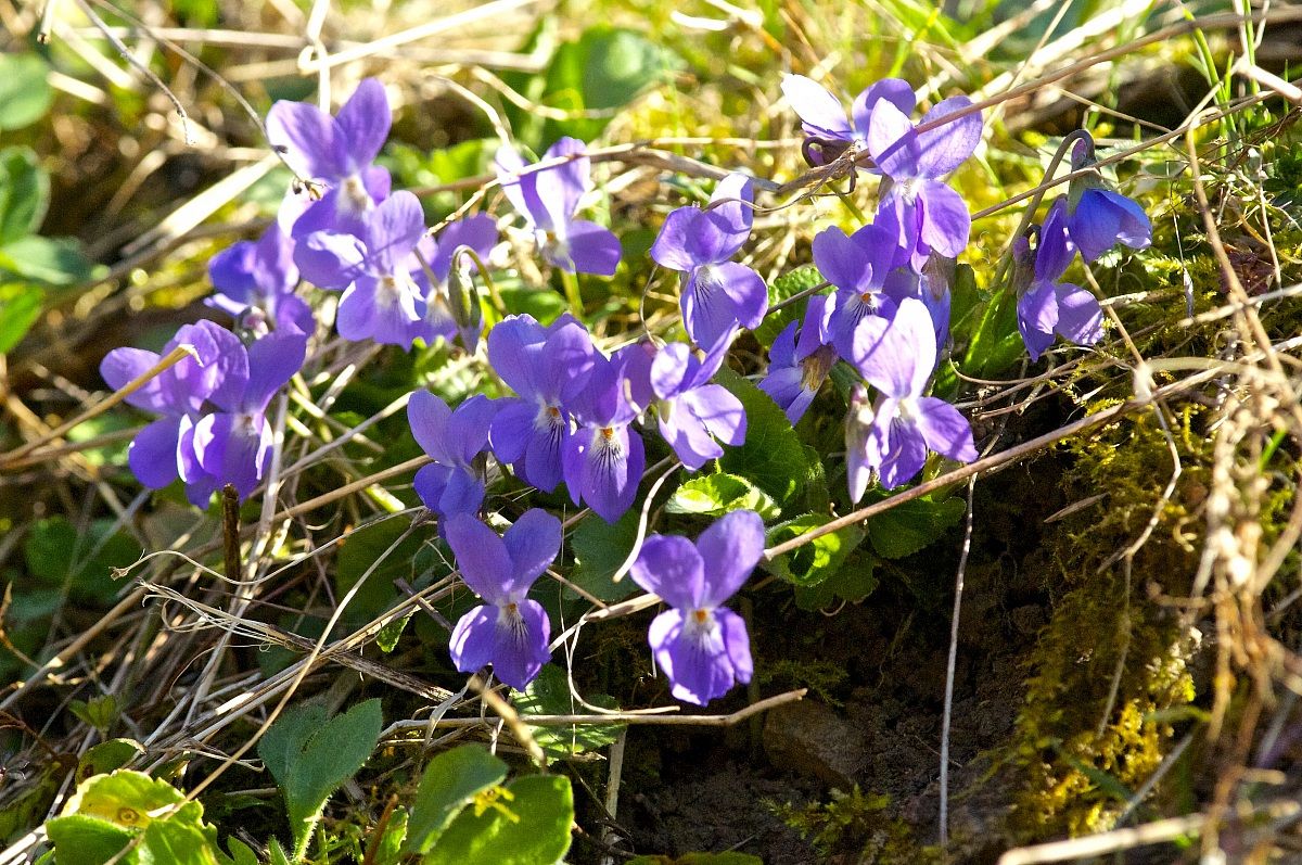wild violet