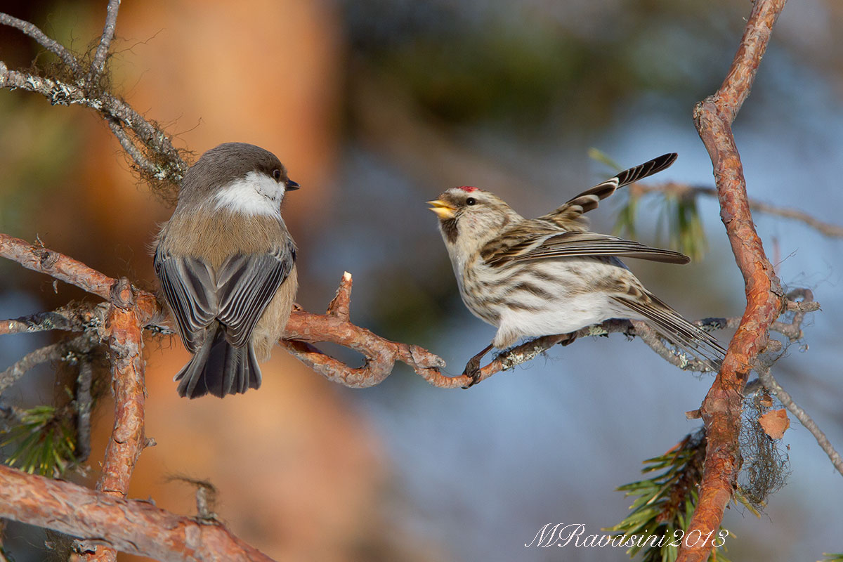 Organetto e Cincia siberiana