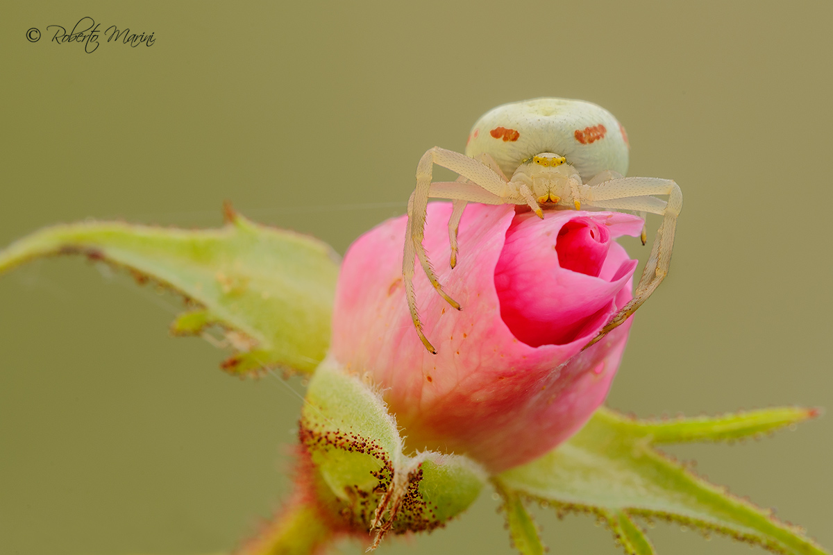 I'll give you a rose