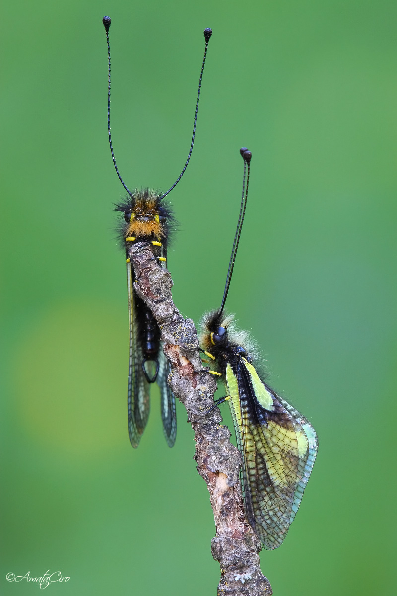 Libelloides coccajus