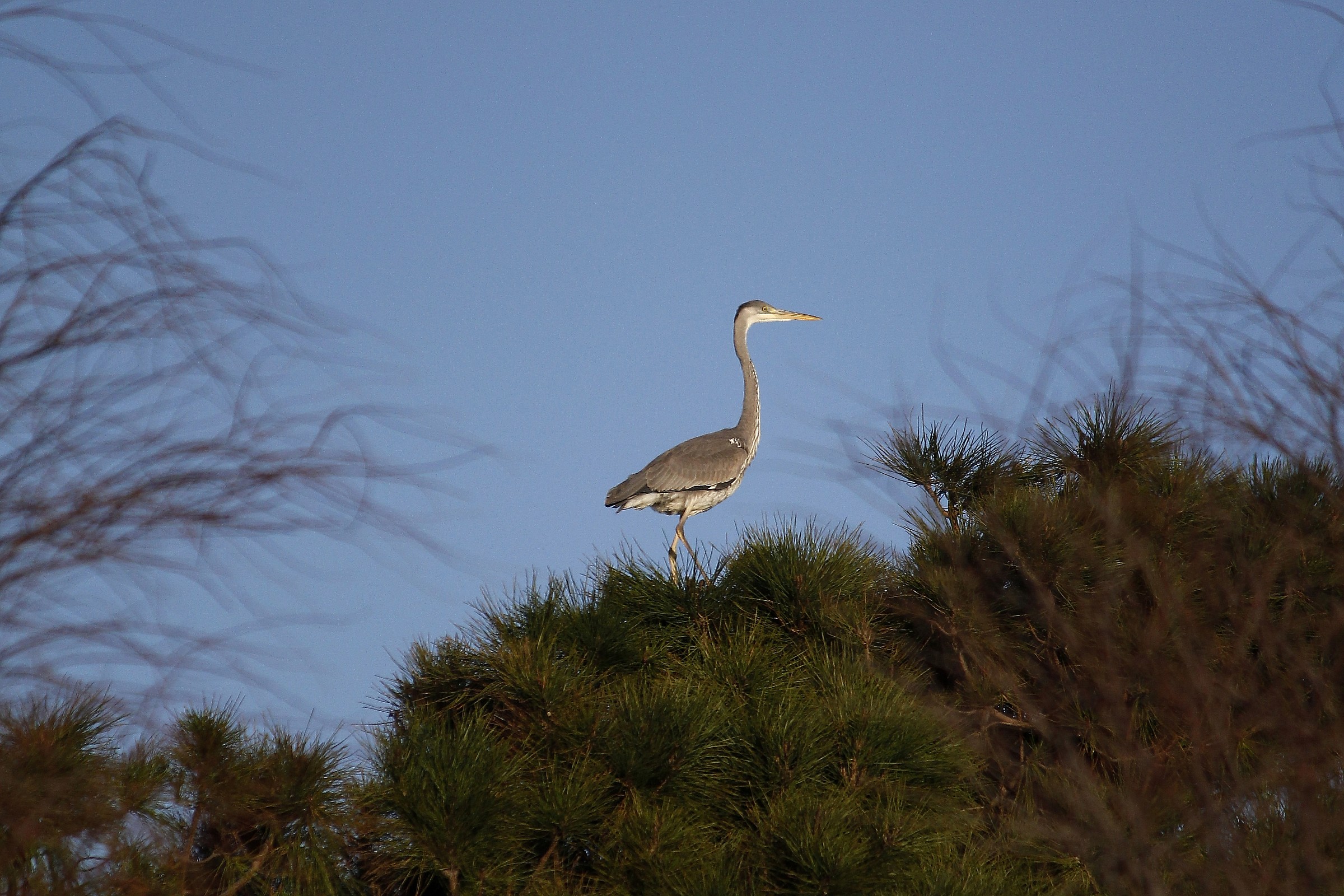 Grey Heron