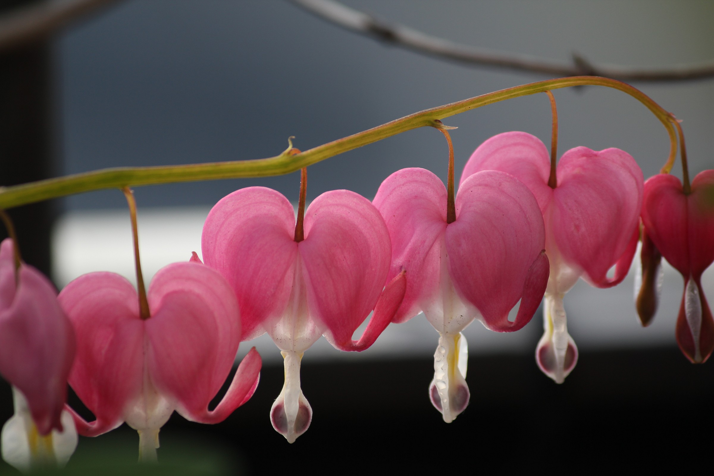 and who remembers the name