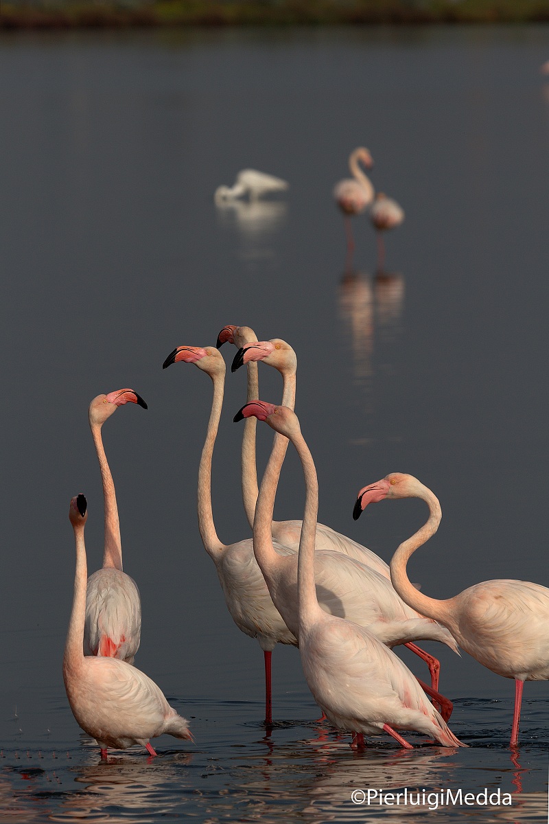 Parata dei fenicotteri rosa
