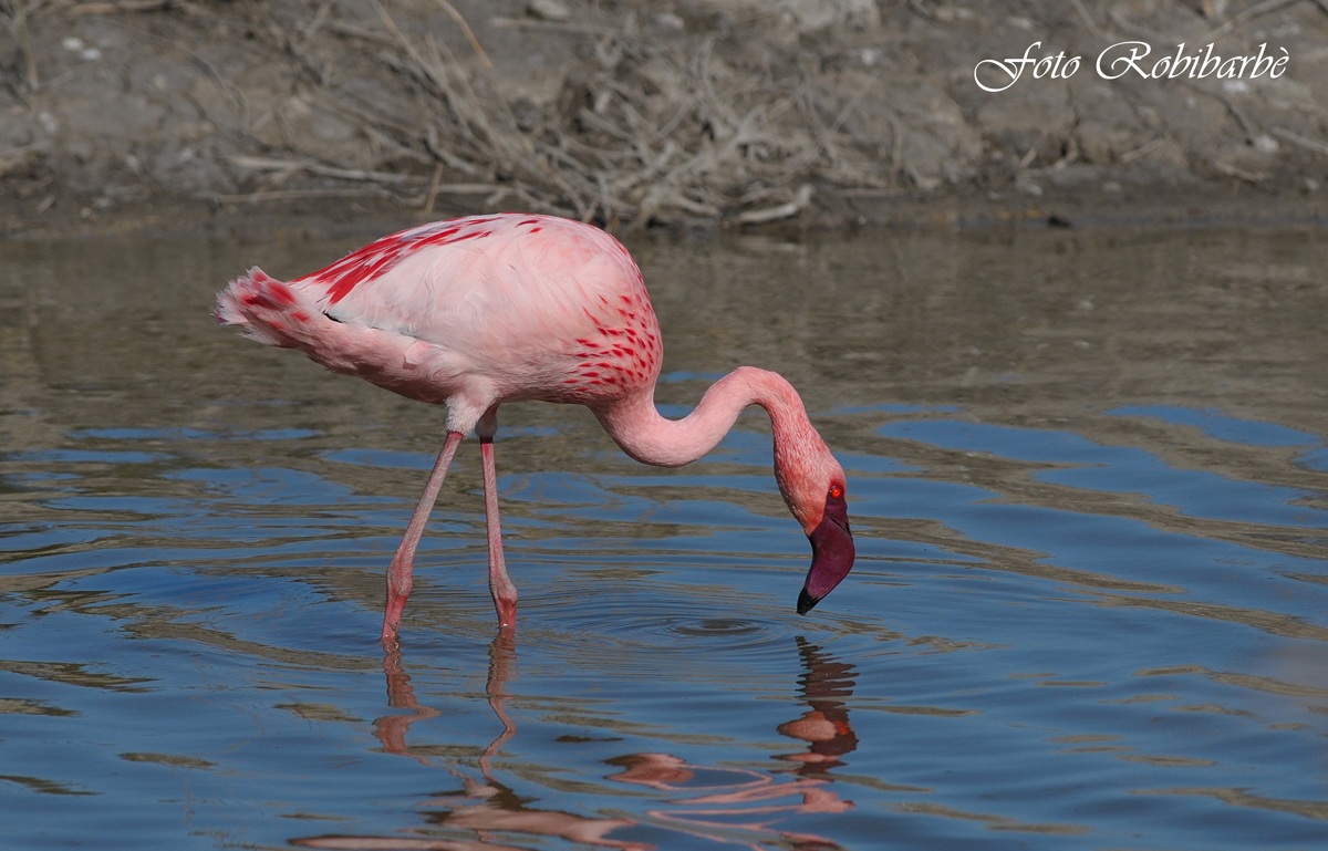 Fenicottero di Cuba....