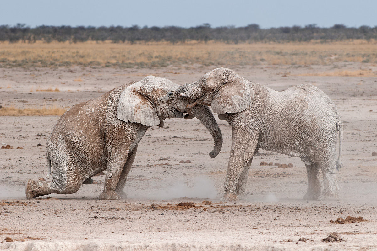 discussions between giants