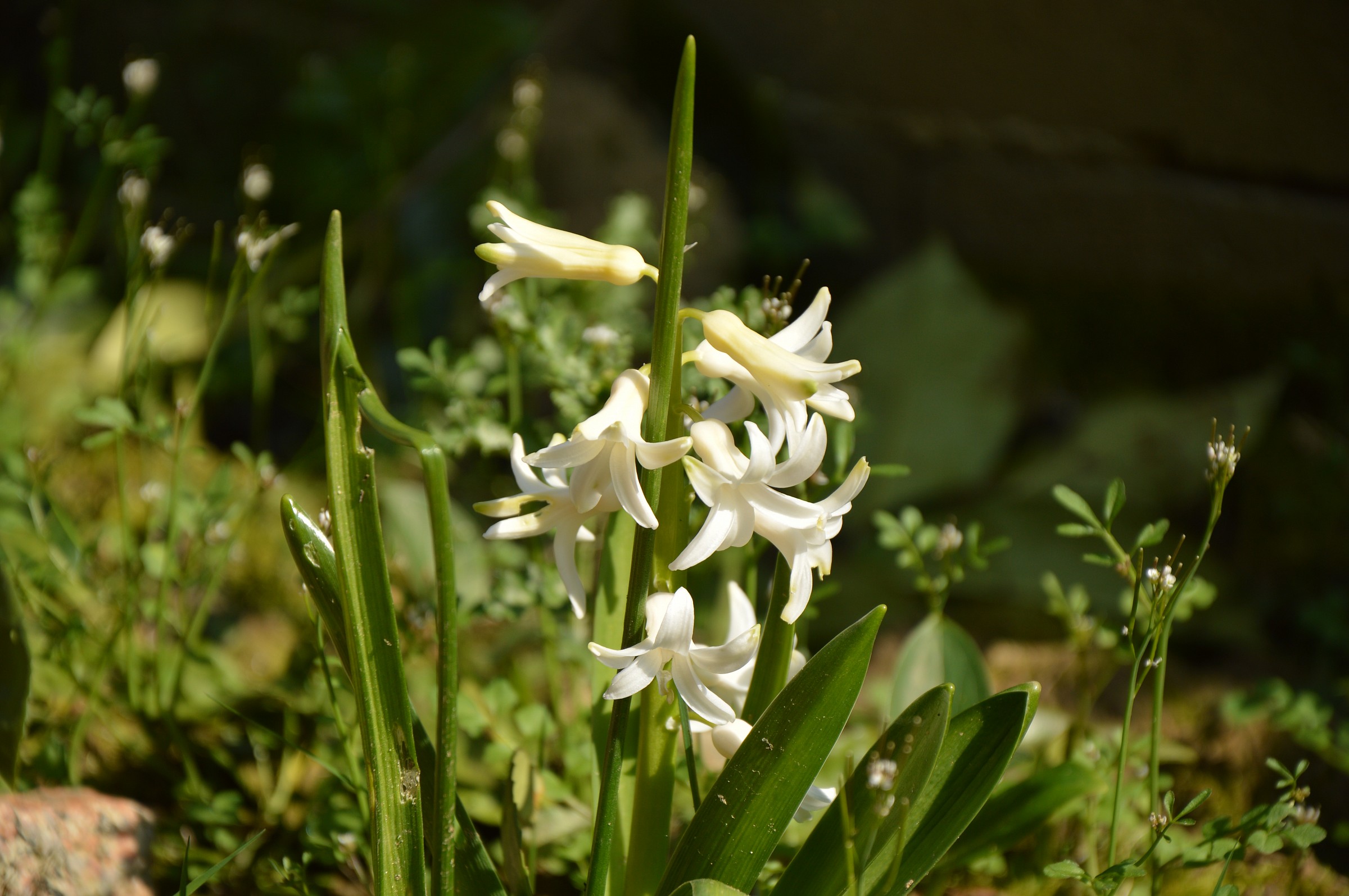 Primavera nel mio giardino
