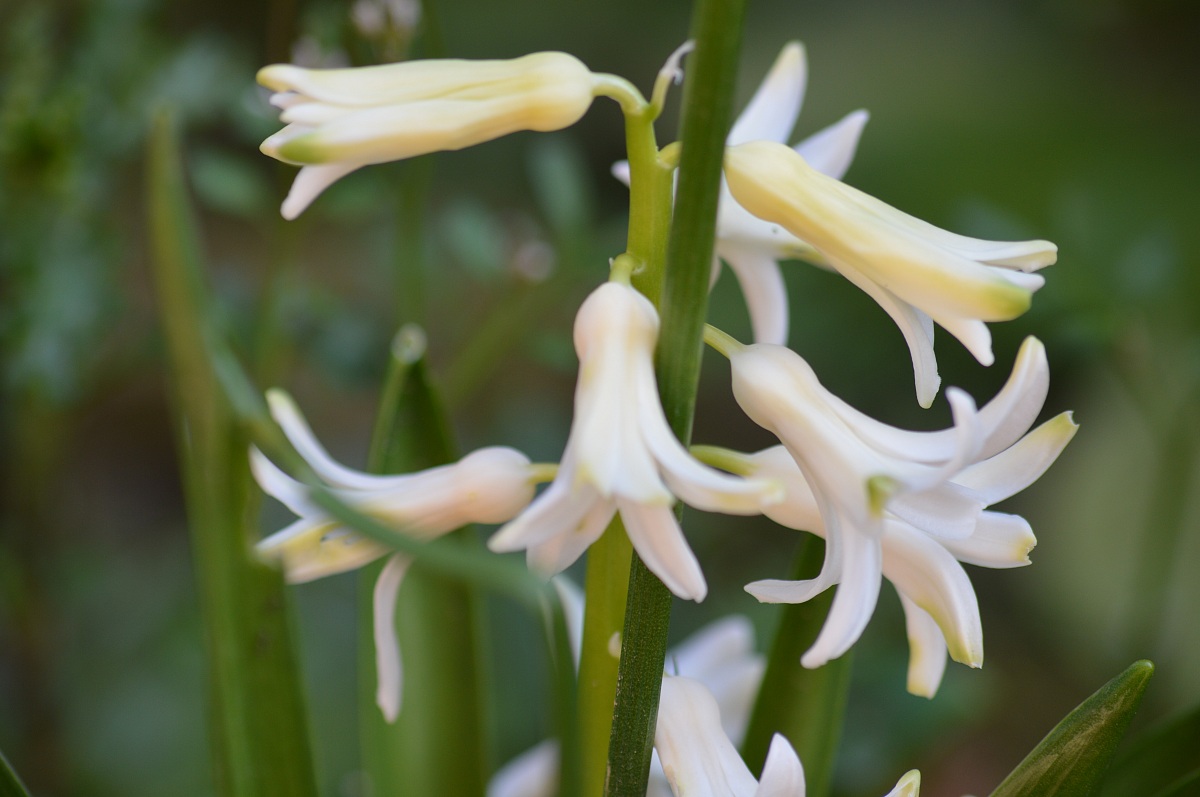 Primavera nel mio giardino
