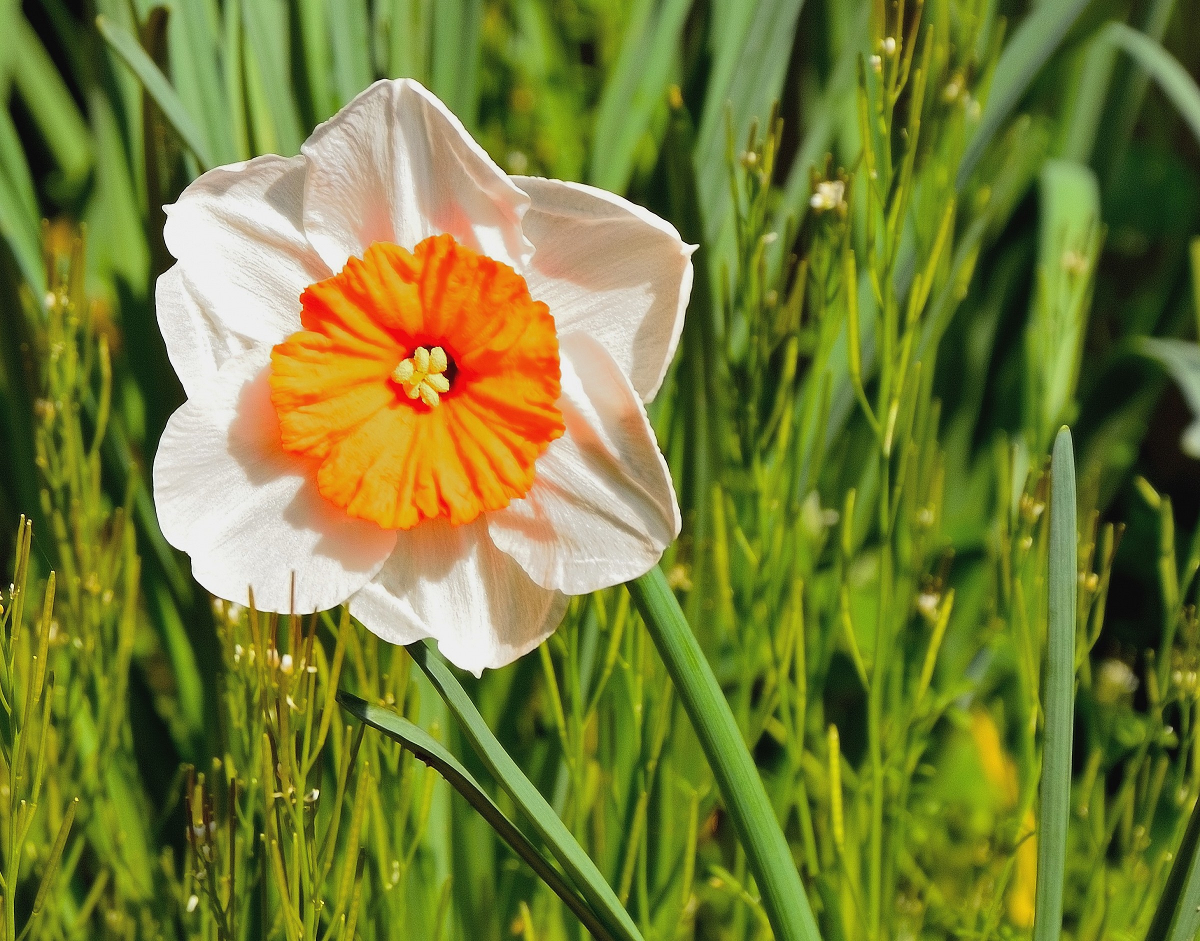 Primavera nel mio giardino
