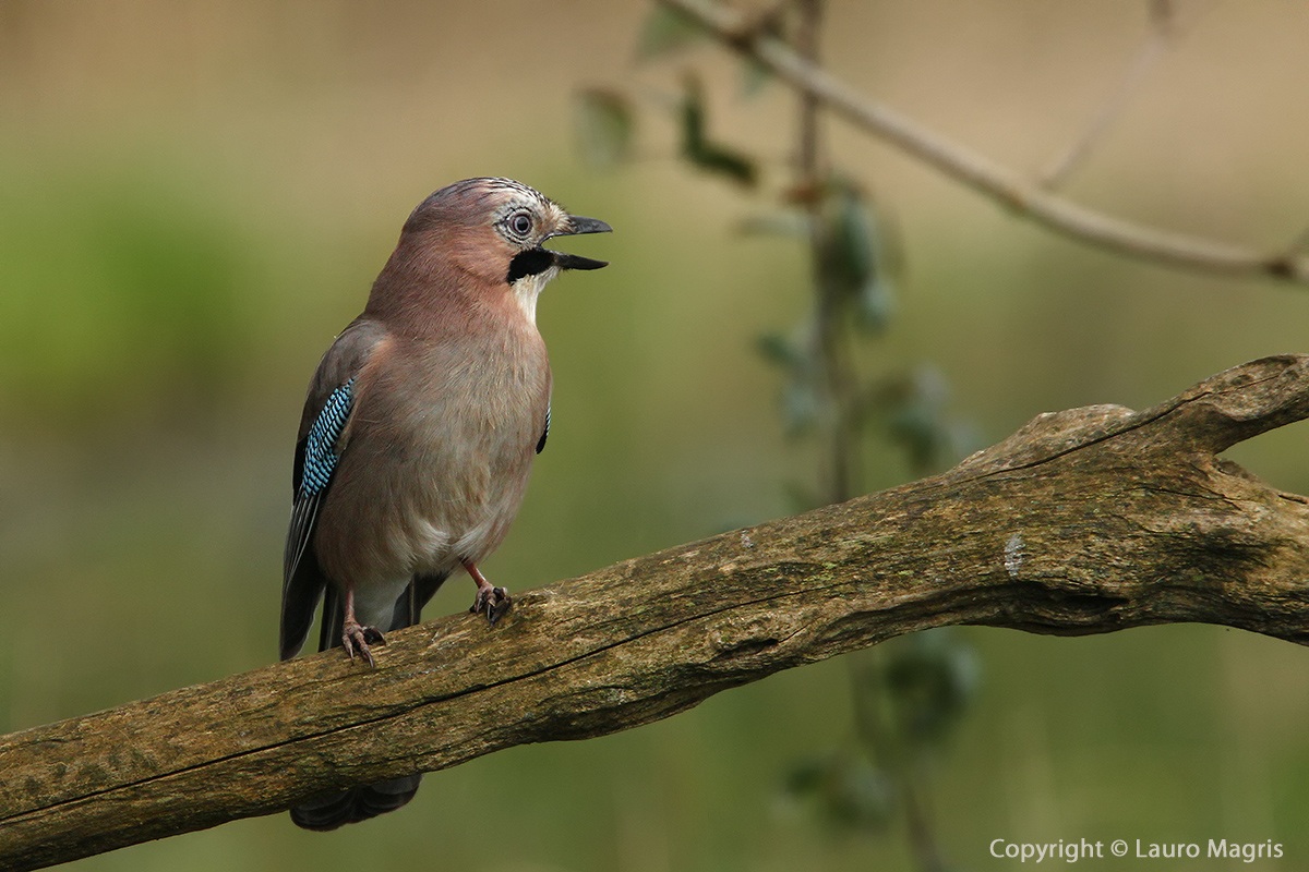 Singing in the green