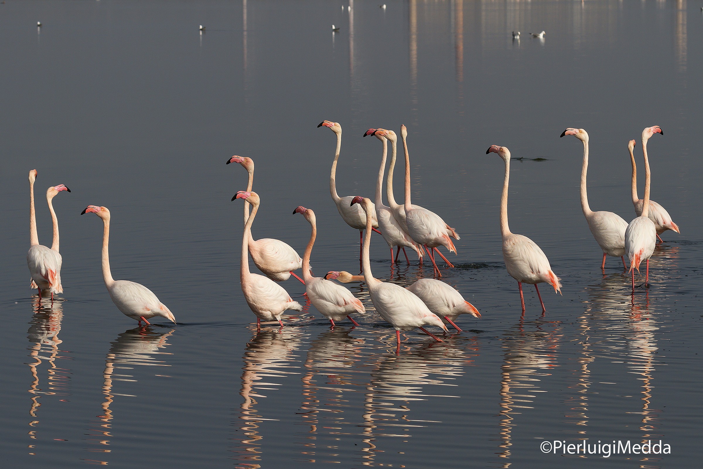 Fenicotteri in parata