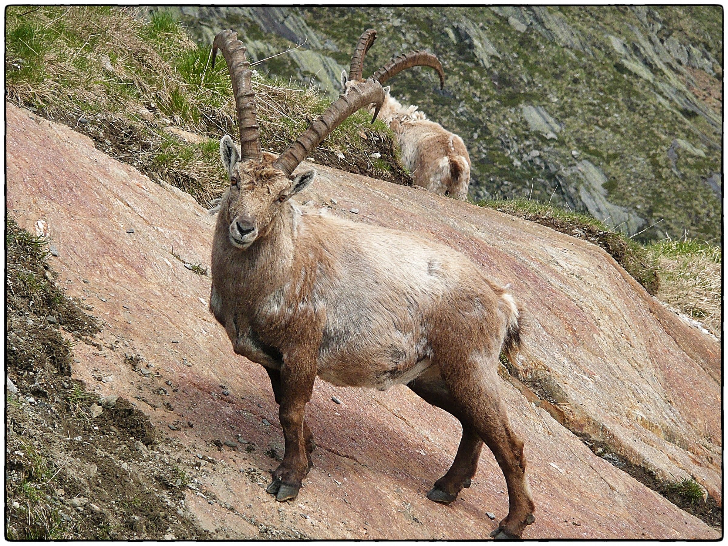 The King of the Alps