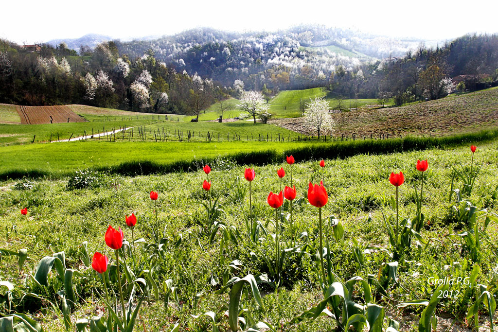 Wild tulips in Monferrato