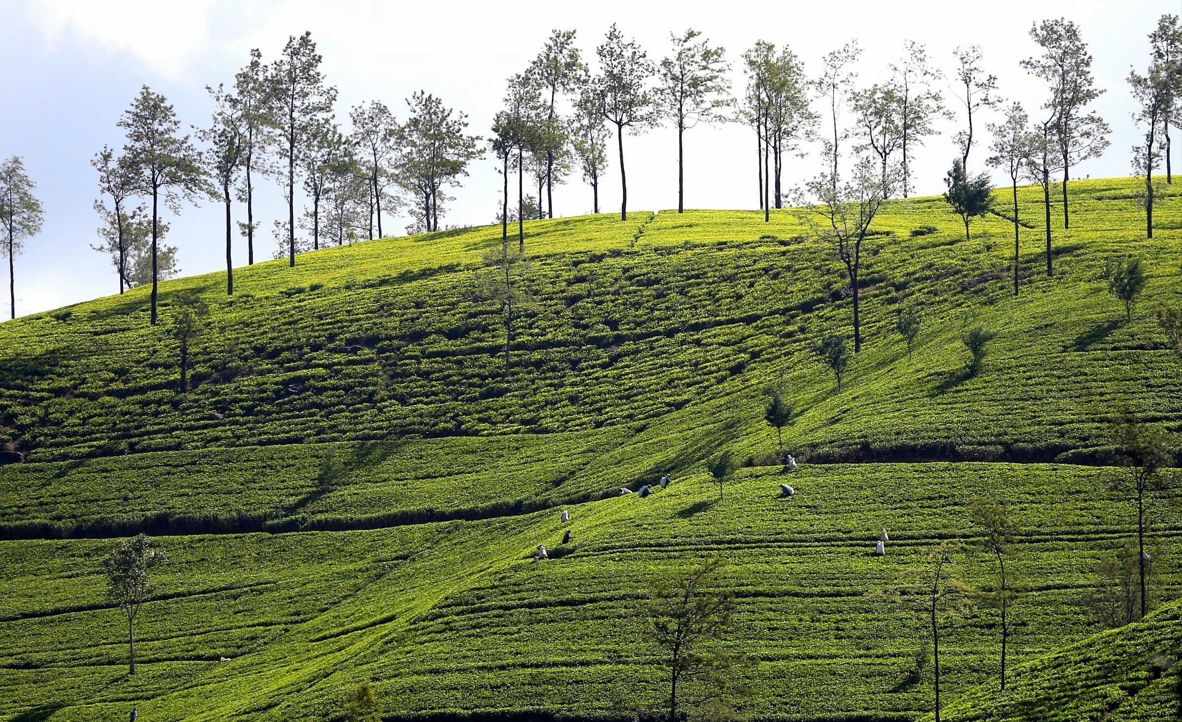 The collection of tea