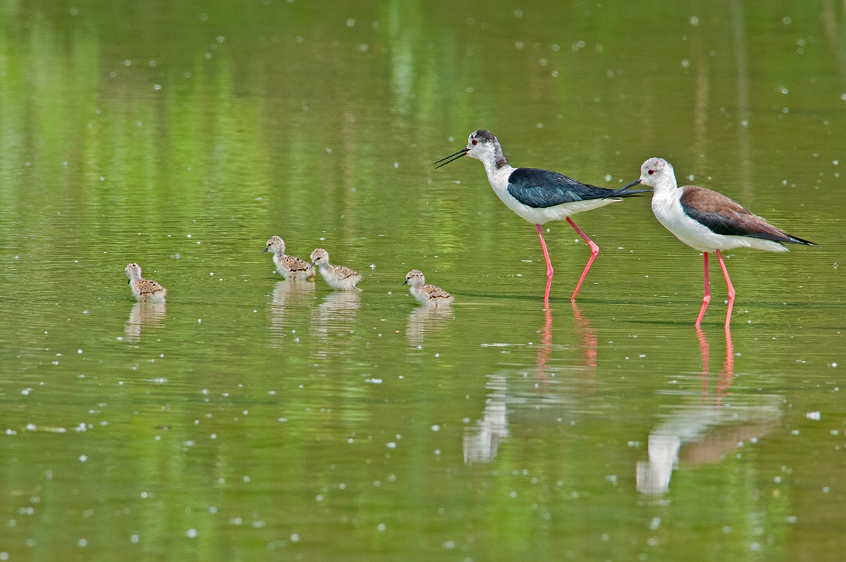 La famiglia dei Cavalieri