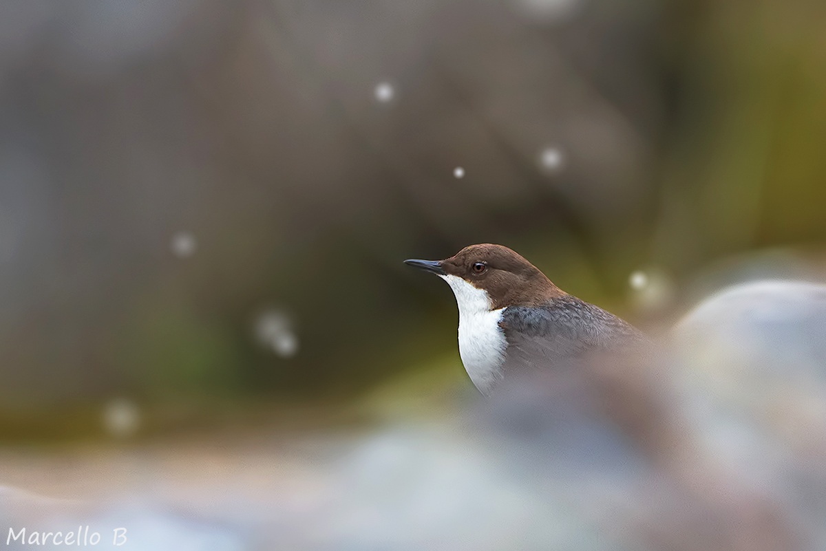 Merlo Acquaiolo - Alpi Apuane .