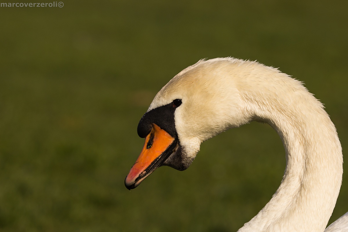Profile swan