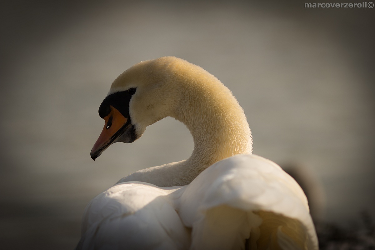 Swan on the pond