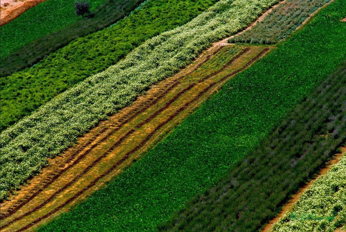 Surveyor, gardener in his spare time