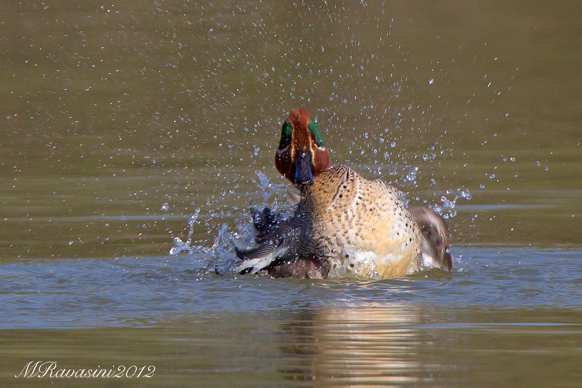 Il bagno dell'Alzavola