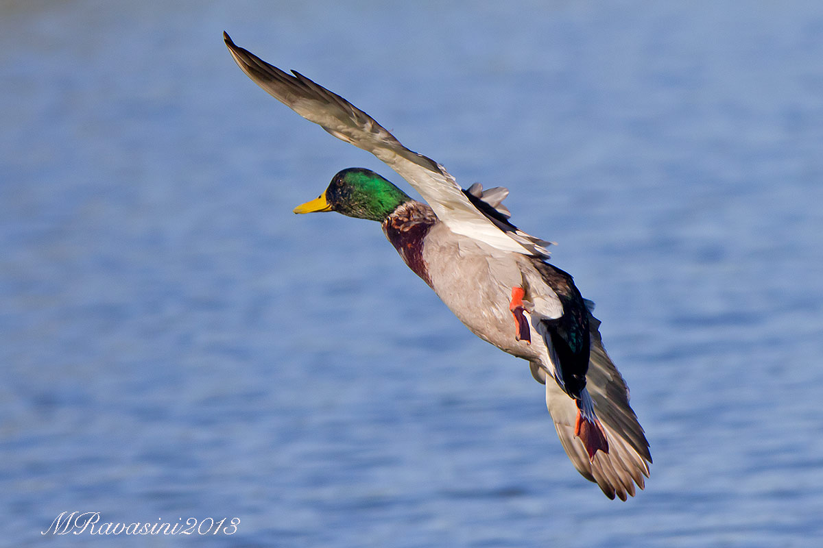 L'atterraggio o meglio l'ammaraggio del Germano real...
