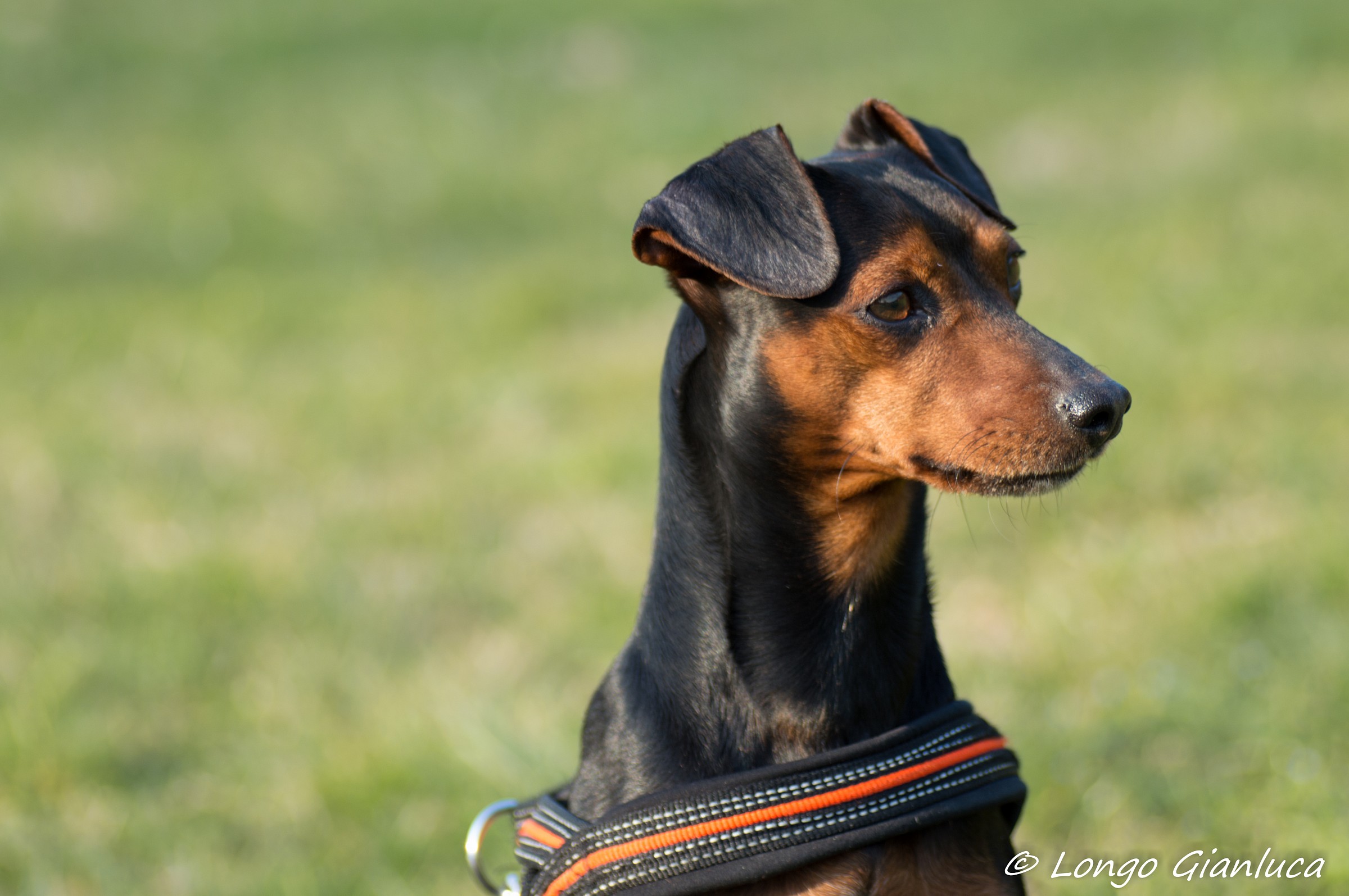 Il mio Becks sull' attenti