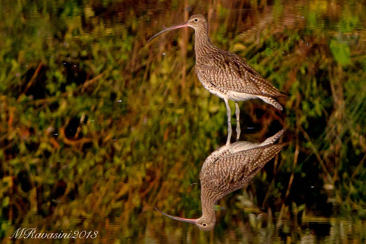 Quale il verso giusto? Chiurlo maggiore